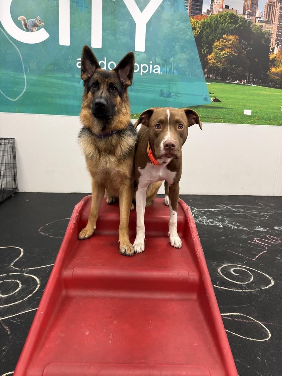Dogtopia of Fort Myers