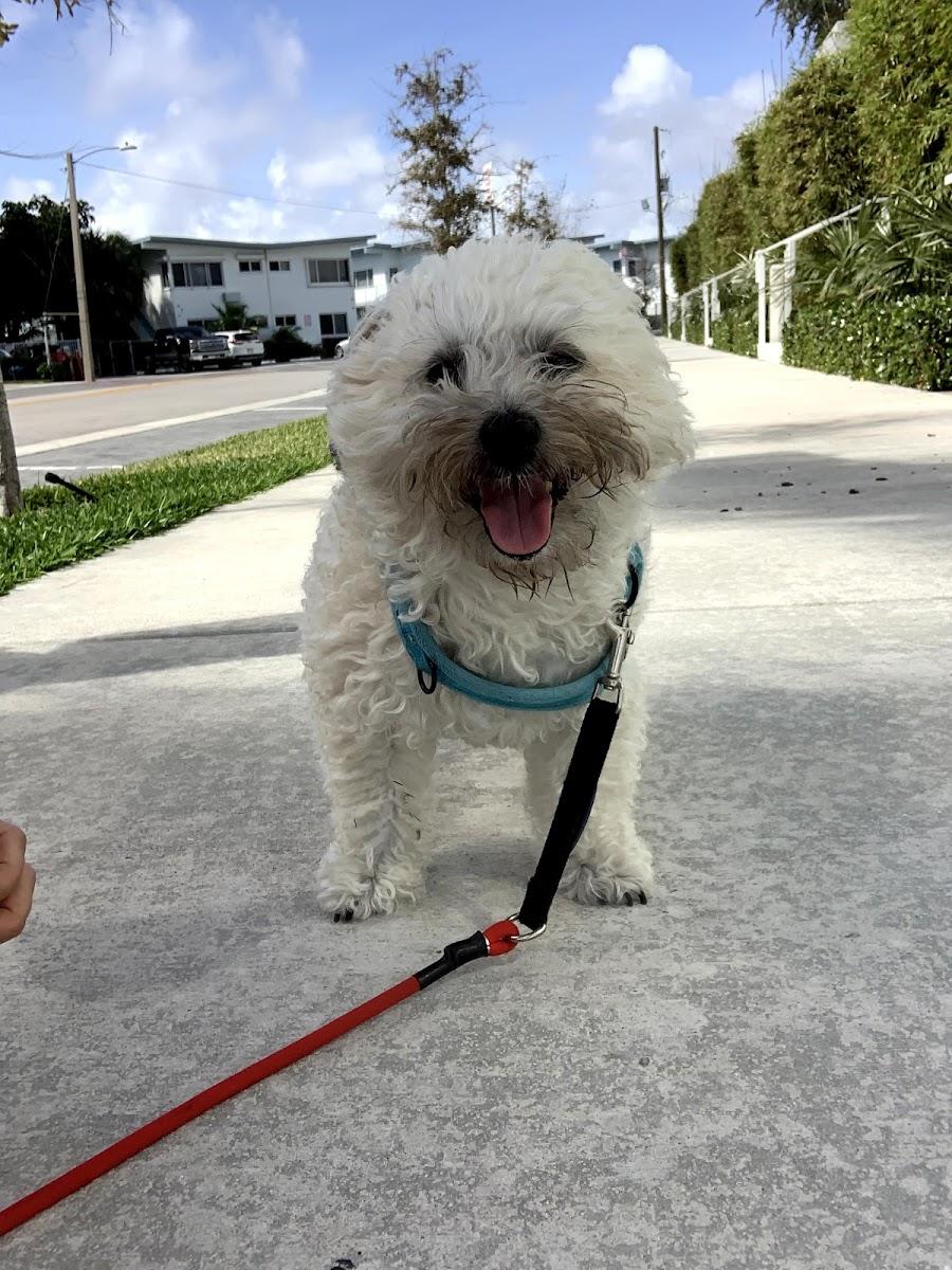 Sitter4Paws - Fort Lauderdale