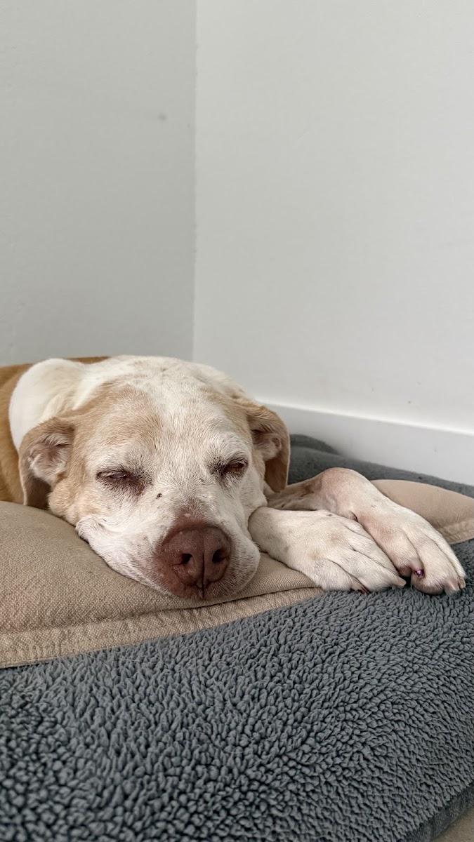 Happy Tails SoFlo LLC