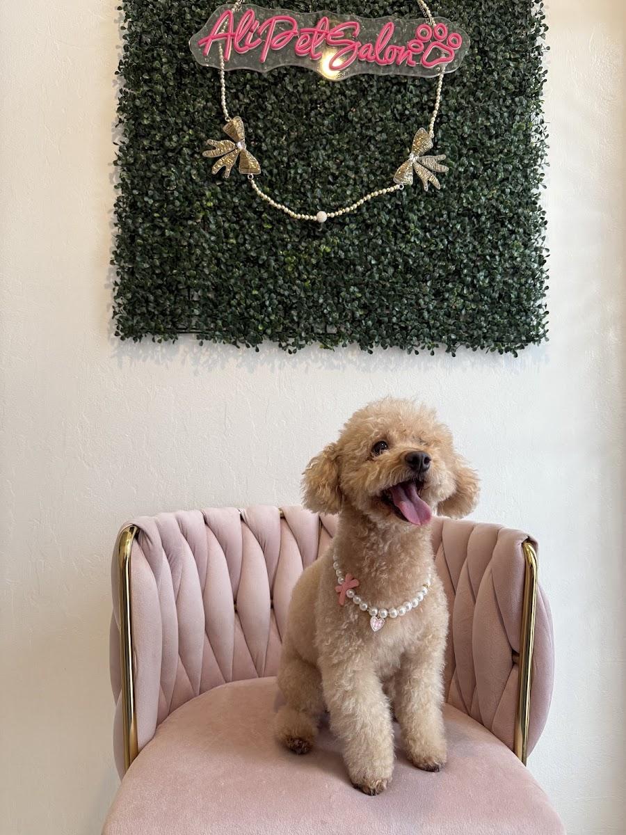Ali Pet Salon