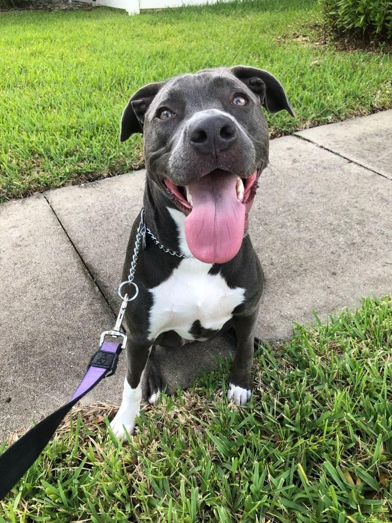 Walk This Way Pet Services