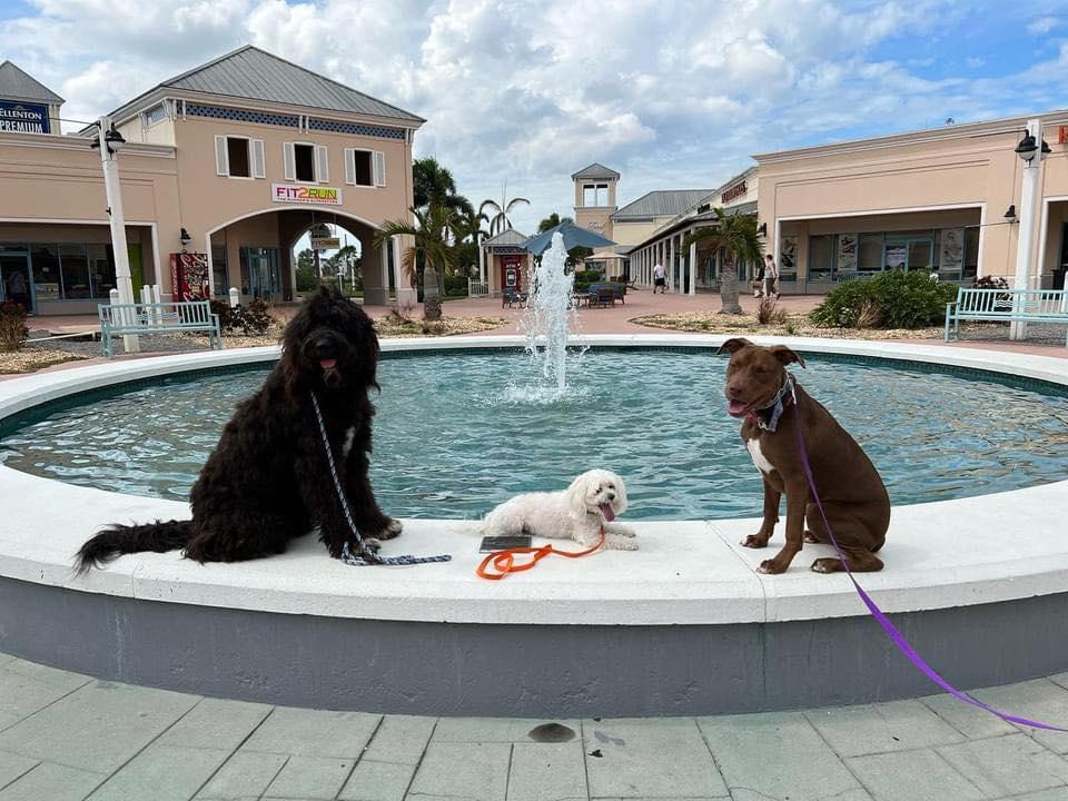 The Dog Wizard - Dog & Puppy Obedience Training Sarasota