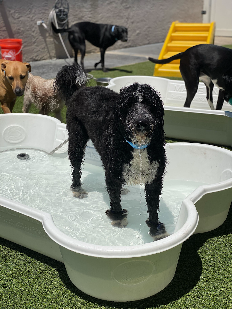 The Lucky Puppy Resort & Spa